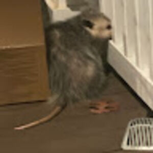 Meet your Posher, Jayda